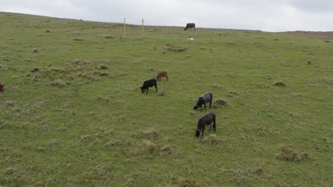 Drone-of-cows-grazing-on-rolling-green-hills-in-Transkei-Eastern-Cape,-South-Africa