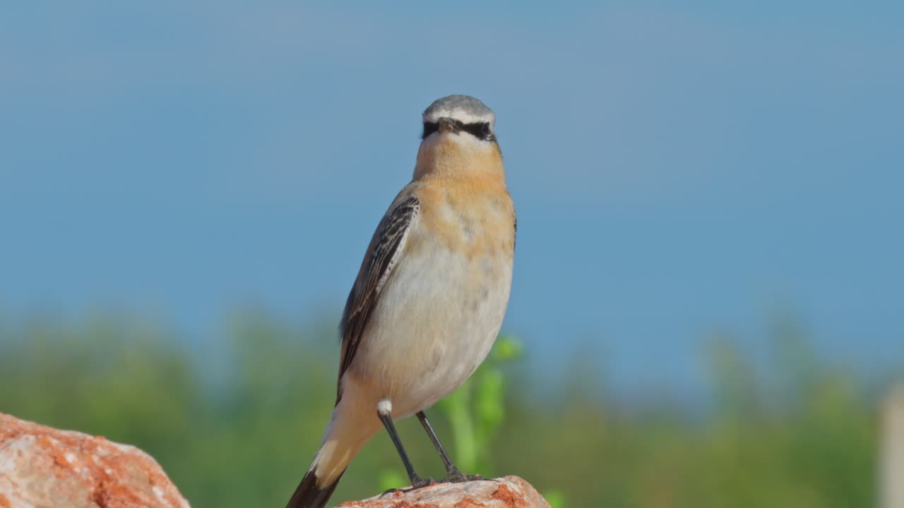 Northern Wheatear during its autumn migration along the Mediterranean coast