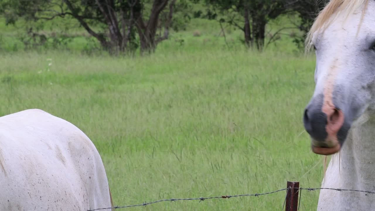 A white horse stands calmly beside a wire fence in a grassy field.