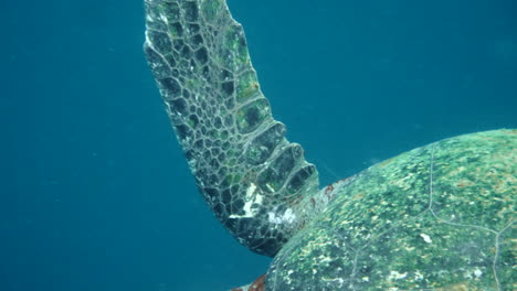 moving plane towards swimming turtles, aquatic camera