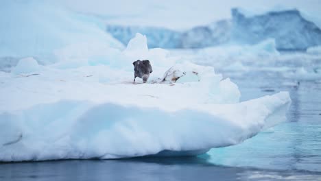 antarctica albatross bird on ice, seabird in winter scenery feeding and eating, bird on iceberg in ocean and sea with beautiful ice glacier and amazing remote antarctic peninsula coastal landscape
