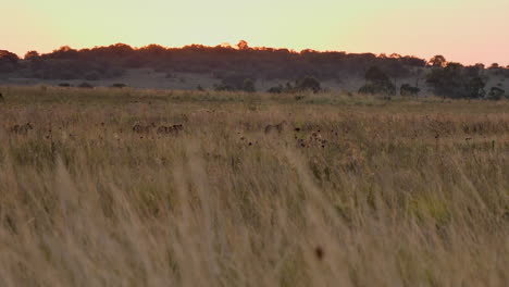 Establishing-shot:-Cheetah-family-walk-through-tall-gold-savanna-grass