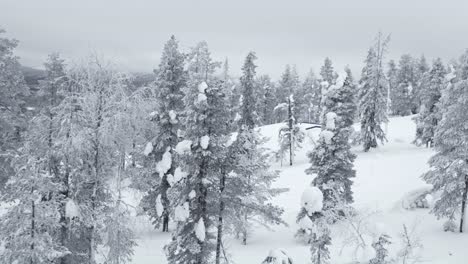 fresh layer of snow covers trees and ground at ski resort in lapland