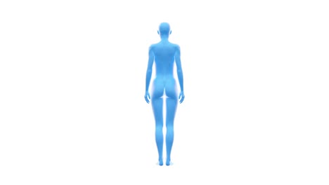 woman, female human body 3d, seamless loop.