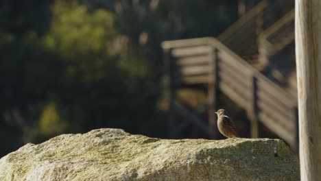 black redstart in the top of a rock catching rays of sunlight phoenicurus ochruros