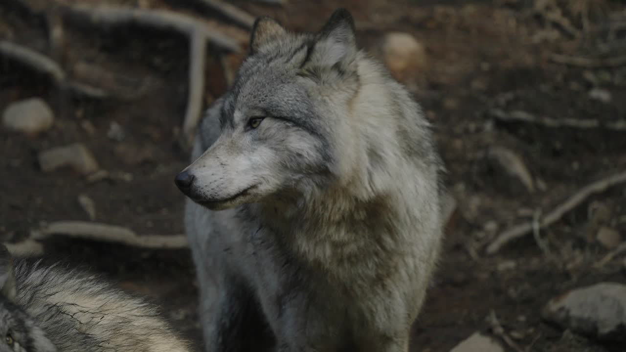 cámara lenta de alta velocidad de fotogramas de hermoso lobo gris hambriento lamiendo labios