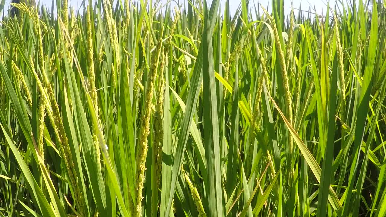 아시아의 초록색  의 영상 1080p