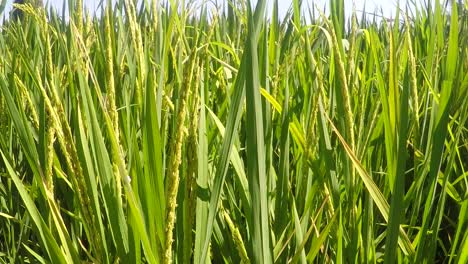 imágenes de los arrozales verdes en asia en 1080 hd