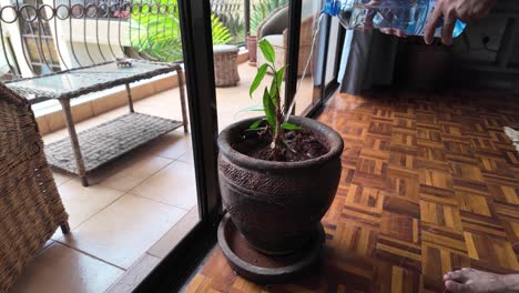 cuidando una palma en una olla en un balcón soleado