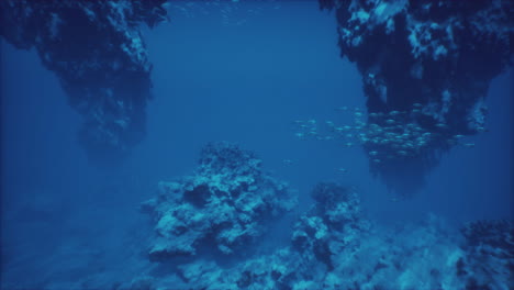 impresionante escena submarina con un banco de peces y un arrecife de coral
