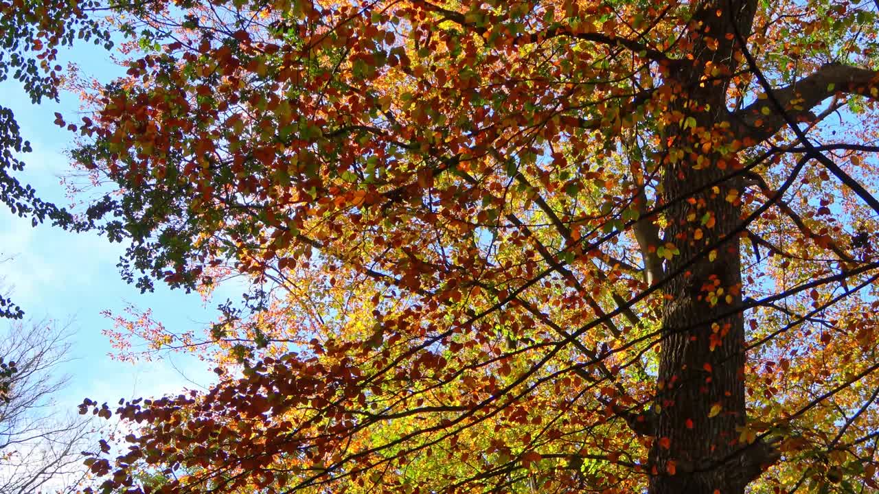 hermosas hojas de colores de otoño moviéndose en el viento en una rama de árbol
