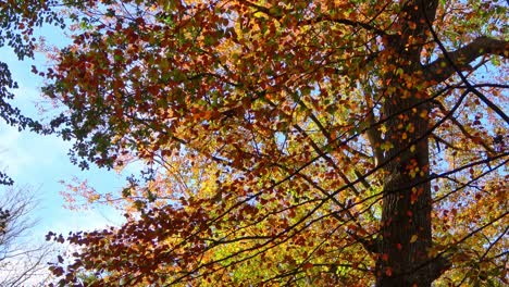 Beautiful autumn colored leaves moving in the wind on a tree branch