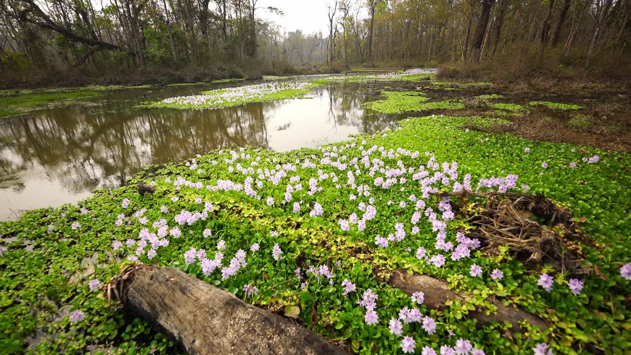 White wildflowers gently bloom across lush wetlands, creating a tranquil scene in a marshy environment. Perfect for showcasing biodiversity, calm nature, and the beauty of untouched habitats
