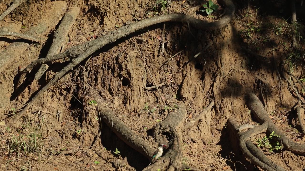 Un martin pescatore dal cappuccio marrone indaga una cavità di nidificazione nel terreno lungo la riva di un fiume prima di volare con grazia verso un ramo basso vicino. Filmato nella Riserva di caccia di Mkhuze, Sudafrica
