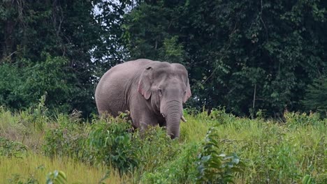 Un-Individuo-Con-Un-Colmillo-Izquierdo-Roto-Visto-En-Medio-De-La-Pradera-Fuera-Del-Bosque,-Elefante-Indio,-Elephas-Maximus-Indicus,-Tailandia