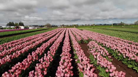 drone volando sobre un campo de tulipanes rosados