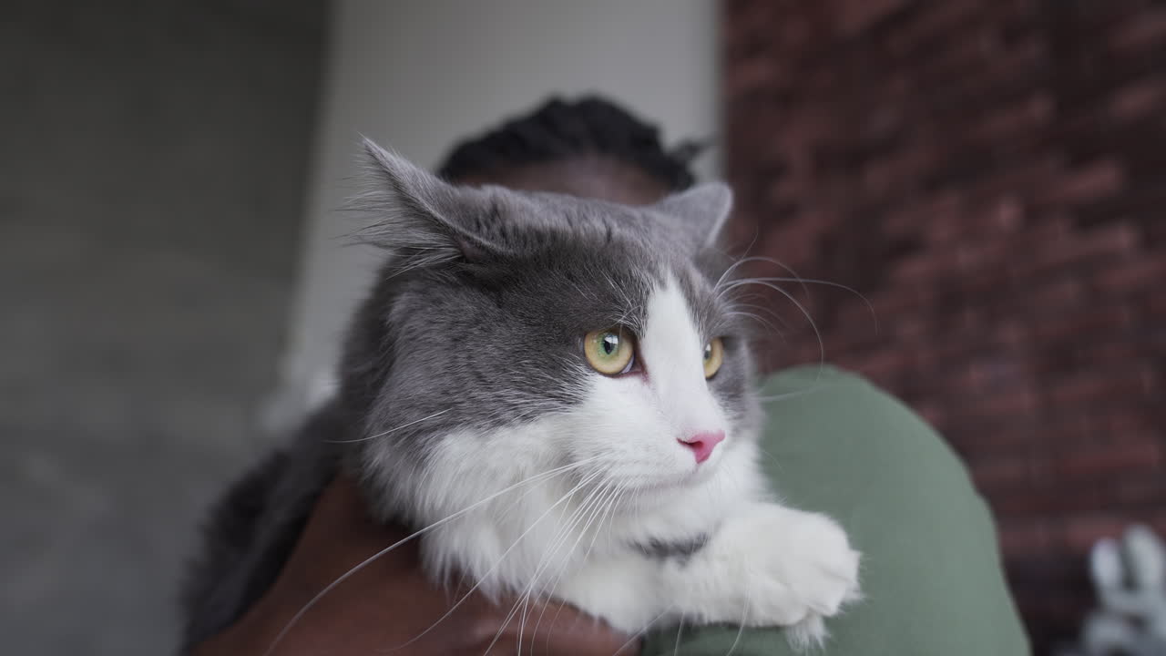 портрет серо-белого котенка