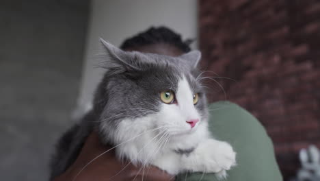 retrato de un gatito gris y blanco
