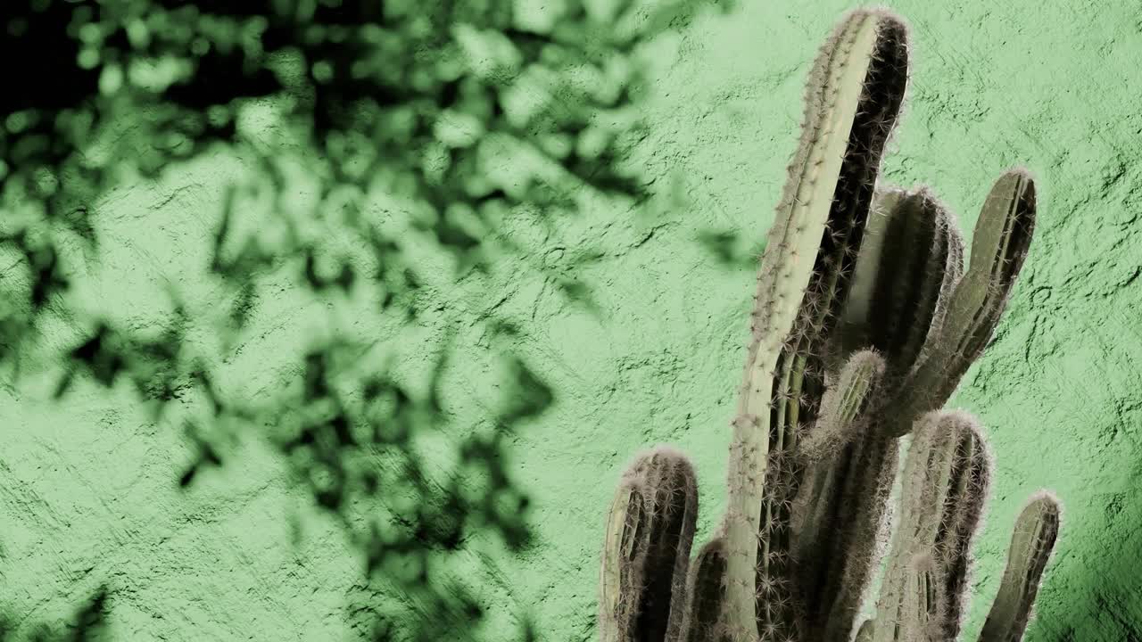 Tall cactus plants in front of textured green wall with leafy shadow patterns. Desert flora, minimal botanical decor and southwestern nature concept. Outdoor composition with copy space