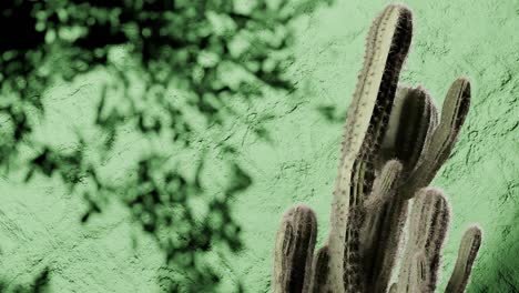 tall cactus plants in front of textured green wall with leafy shadow patterns. desert flora, minimal botanical decor and southwestern nature concept. outdoor composition with copy space