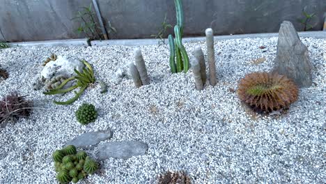 cacti and succulents in a greenhouse setting