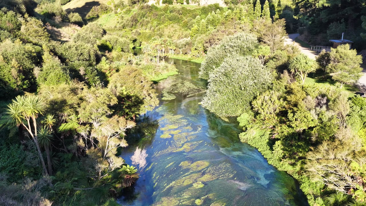 Peaceful pond surrounded by greenery at Te Waihou Walkway.
Bright sunny nature scene in New Zealand.