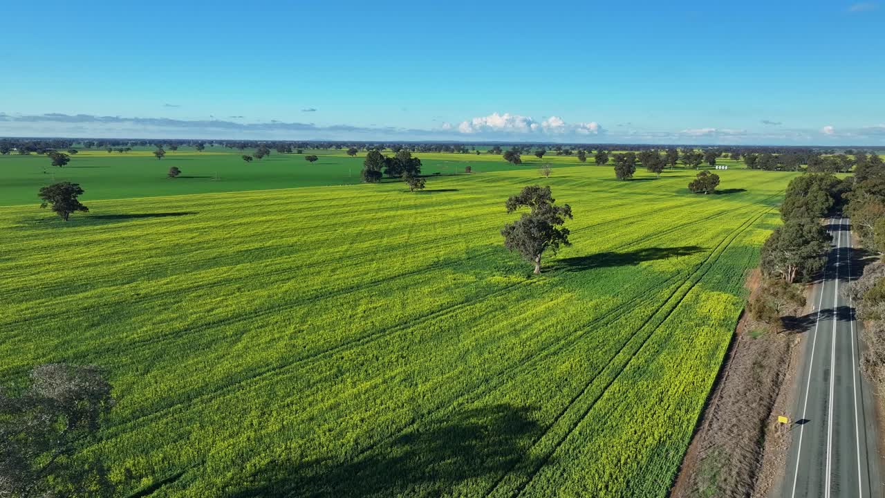 Farmland with canola crops and trees near Mulwala NSW Australia