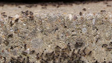 cerca de un enjambre de hormigas negras ocupadas