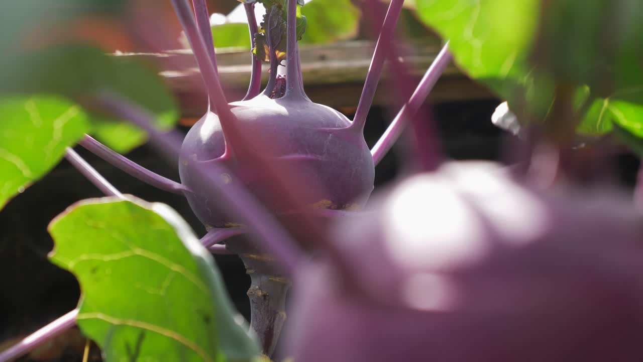 violet roots, kohlrabi, in garden