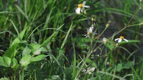 a gentle wind moves flowers and grass.