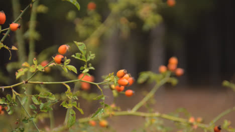 camera pans and reveals forest fruit in front of the pinewood forest