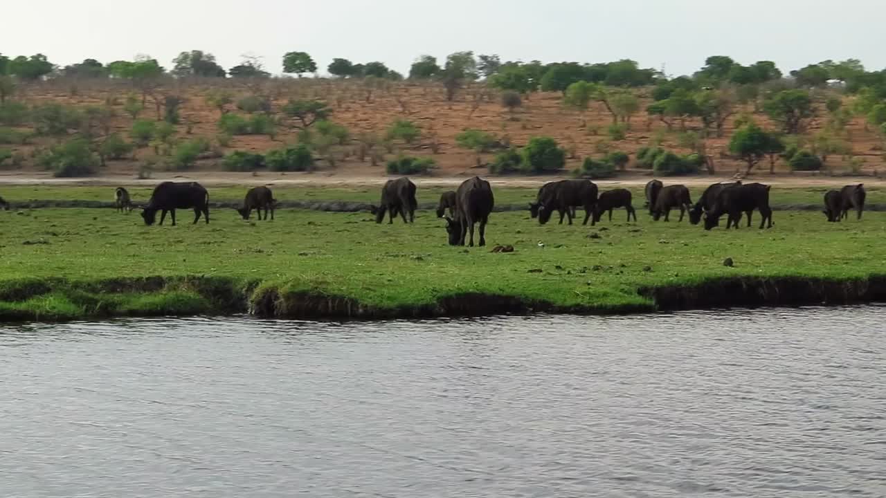 Aquila pescatrice vola sopra una mandria di bufali cafri lungo il fiume Chobe in Africa.