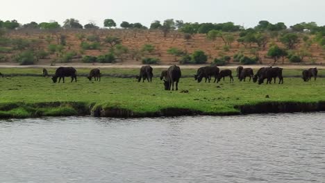 fish eagle flies over cape buffalo herd along the chobe river in africa