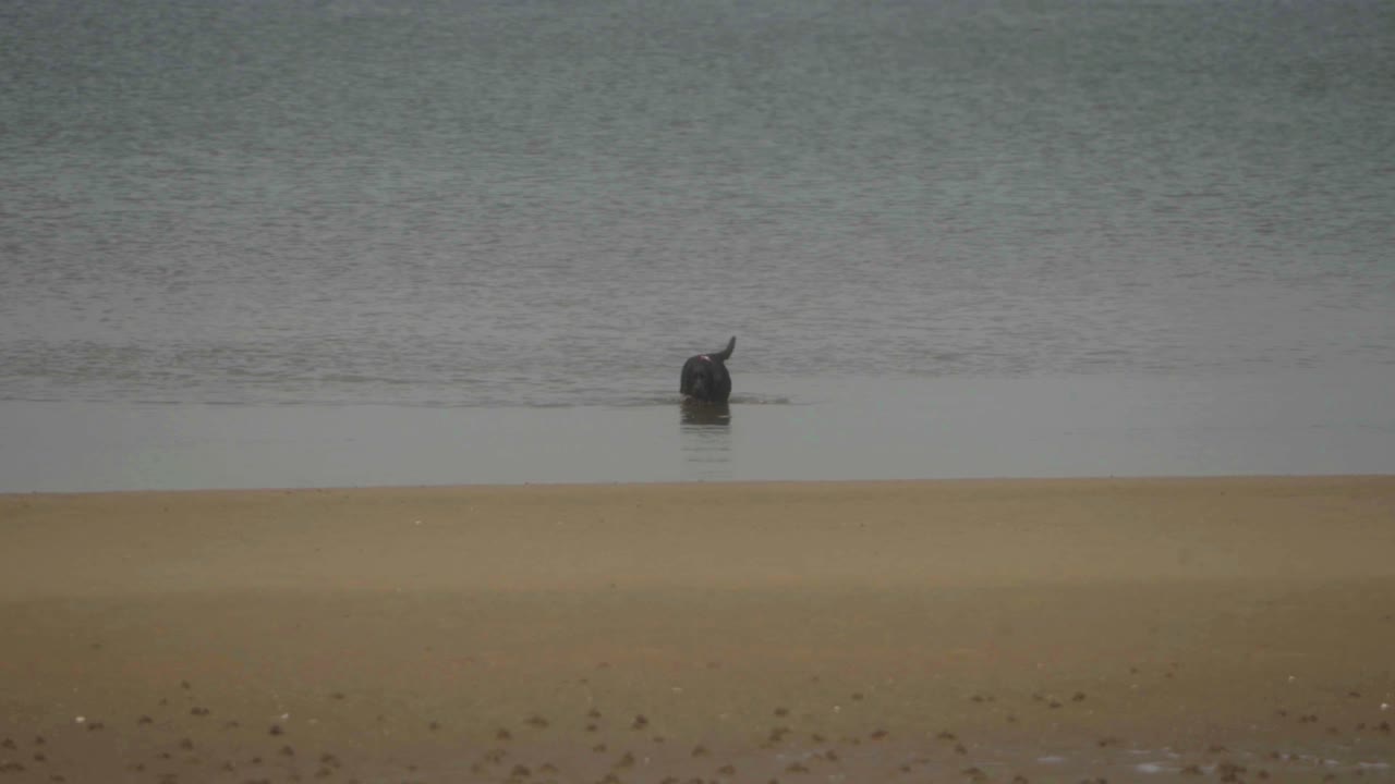 A black dog captured in slow motion running in the water at the beach