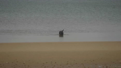 a black dog captured in slow motion running in the water at the beach
