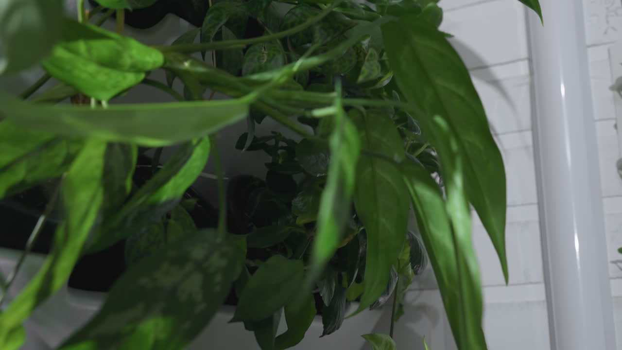 Top down shot of lush green plant foliage cascading from multiple hanging baskets mounted on white brick wall, showcasing vibrant variegated leaves, and modern vertical gardening design