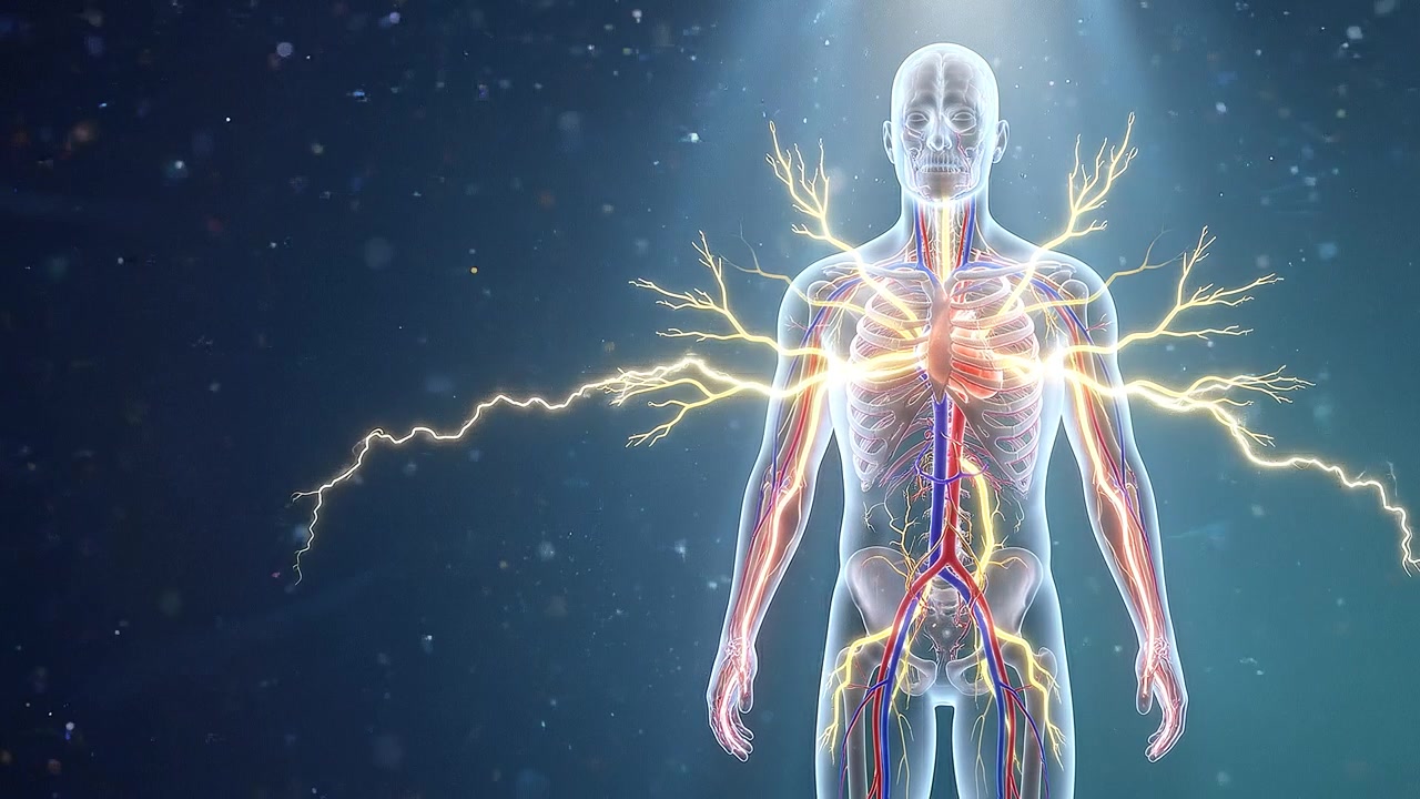 3D Medical Animation of Human Heart and Circulatory System