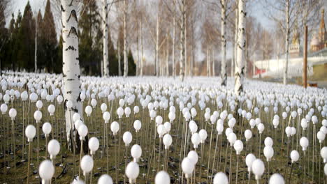 white light installation in a birch tree park
