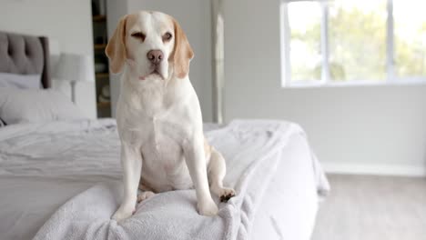 Primer-Plano-De-Un-Perro-Mascota-Sentado-En-La-Cama-En-Casa,-Cámara-Lenta