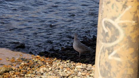 a gull stands near the water's edge