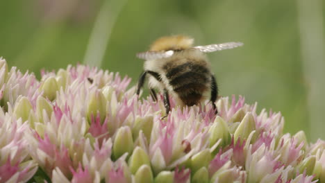 Bumblebee-looking-for-nectar-on-stonecrop-flower-on-sunny-day-in-summer-in-park-garden