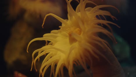 close up view of a actinostolidae coral under the yellow light