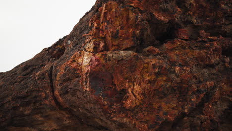 Giant-wood-log-at-Petrified-Forest-National-Park-in-Arizona,-dolly-shot