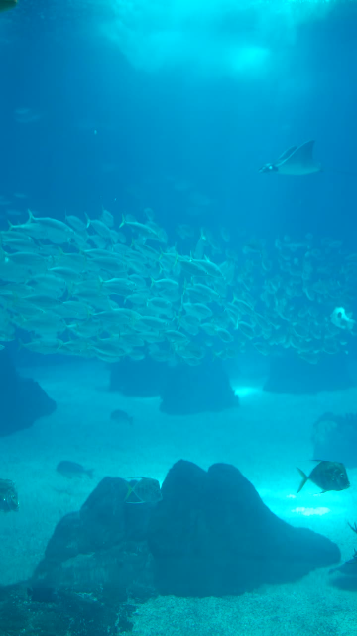 Schools of Fish in a Deep Blue Underwater Environment