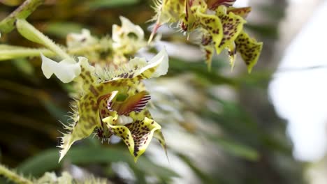 orchidée de guinée nouvelle macro, zoom lent vers l'extérieur, dendrobium polysema