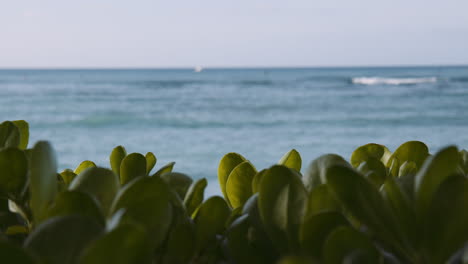 Hojas-Verdes-Susurrando-En-La-Brisa-Contra-Las-Olas-Azules-En-La-Playa-De-Waikiki,-Concéntrate-En-Primer-Plano