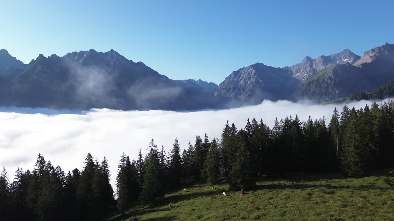 Letecký pohled na pasoucí se krávy v alpské krajině Rakouska.