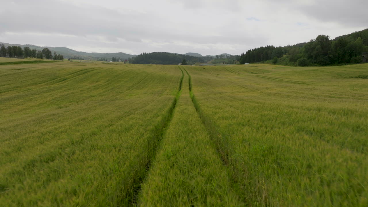 volando a través de una vista panorámica de los campos de trigo en crecimiento en primavera