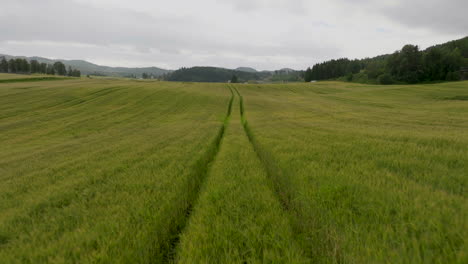 Volando-A-Través-De-Una-Vista-Panorámica-De-Los-Campos-De-Trigo-En-Crecimiento-En-Primavera