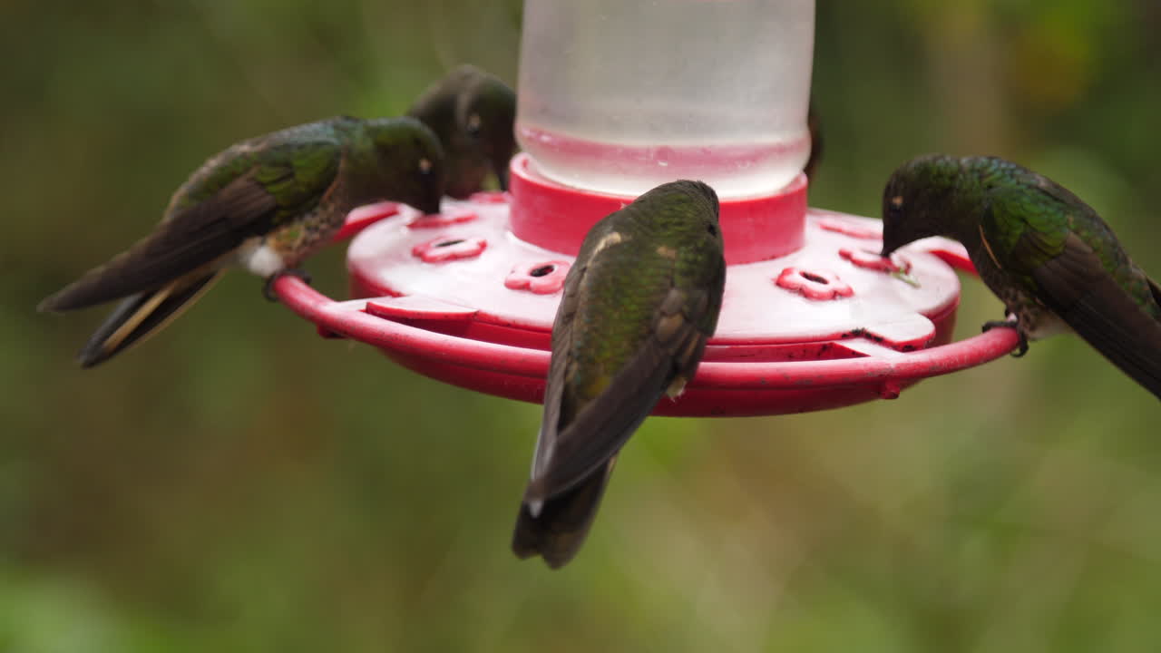muchos colibríes bebiendo del alimentador a cámara lenta
